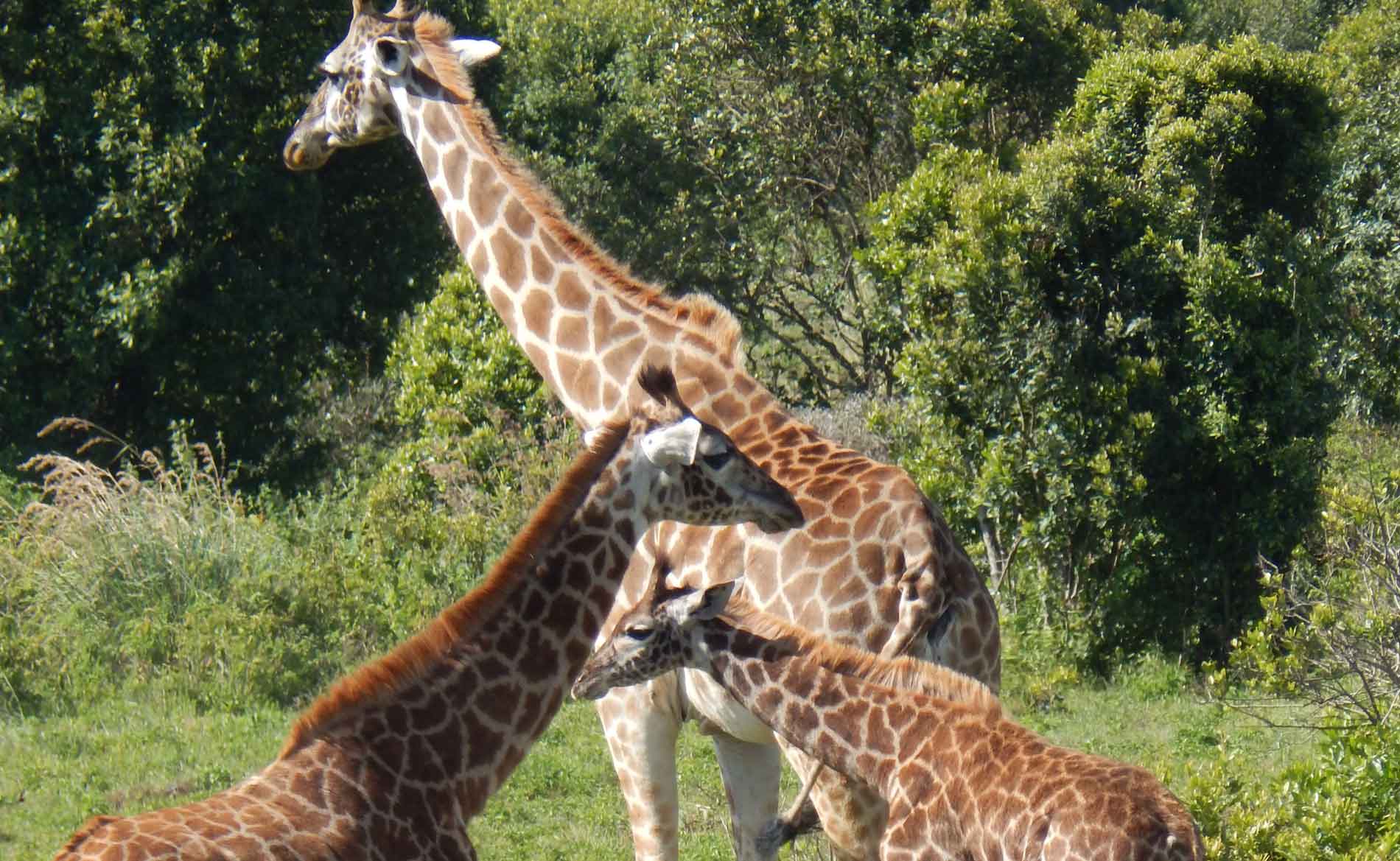 Drei Giraffen im Arusha Nationalpark