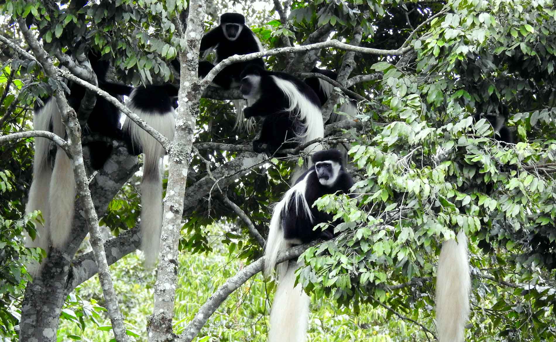 Eine Gruppe schwarz-weiße Stummelaffen sitzt in einem Baum