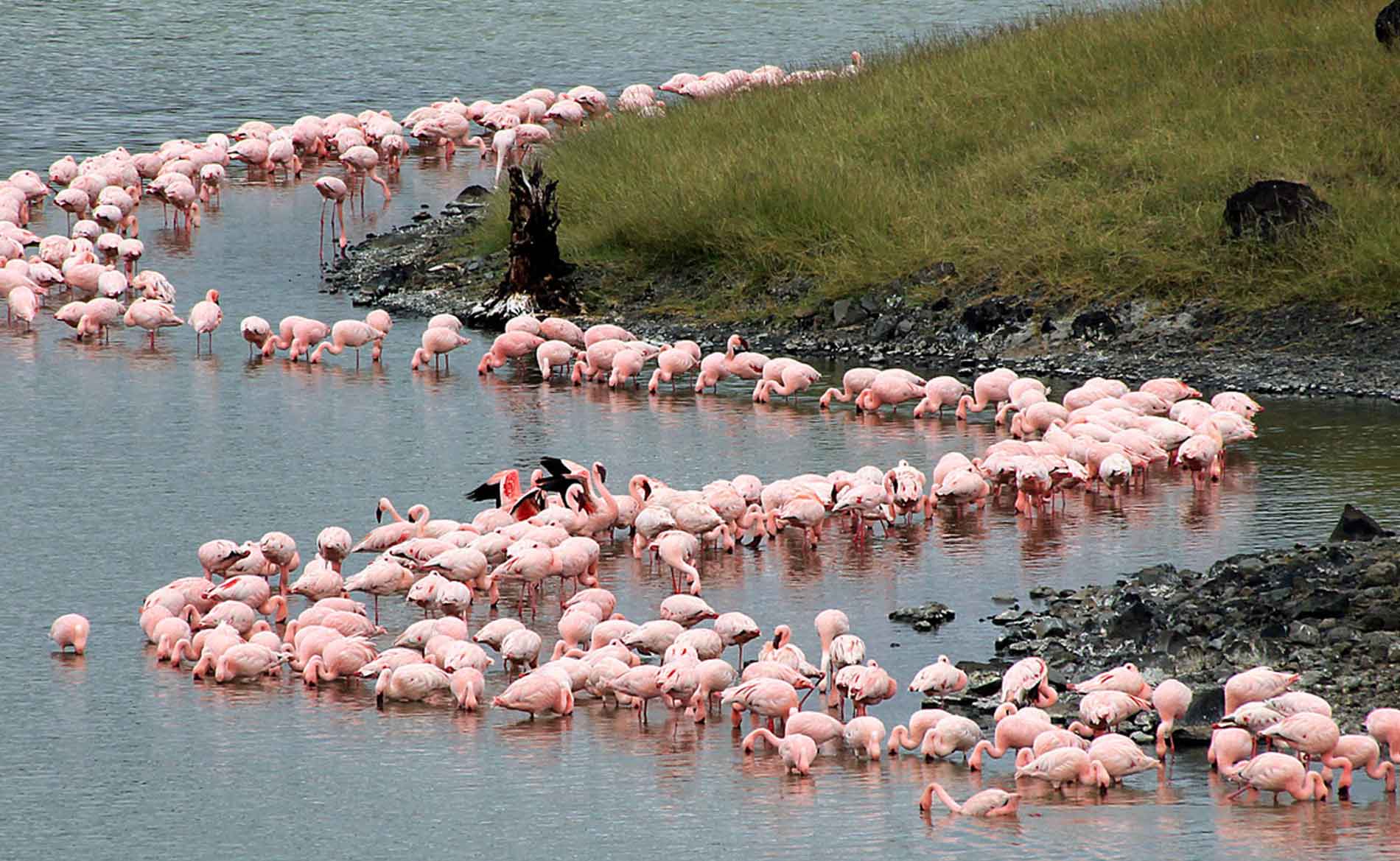 Flamingos am Ufer der Momella Seen