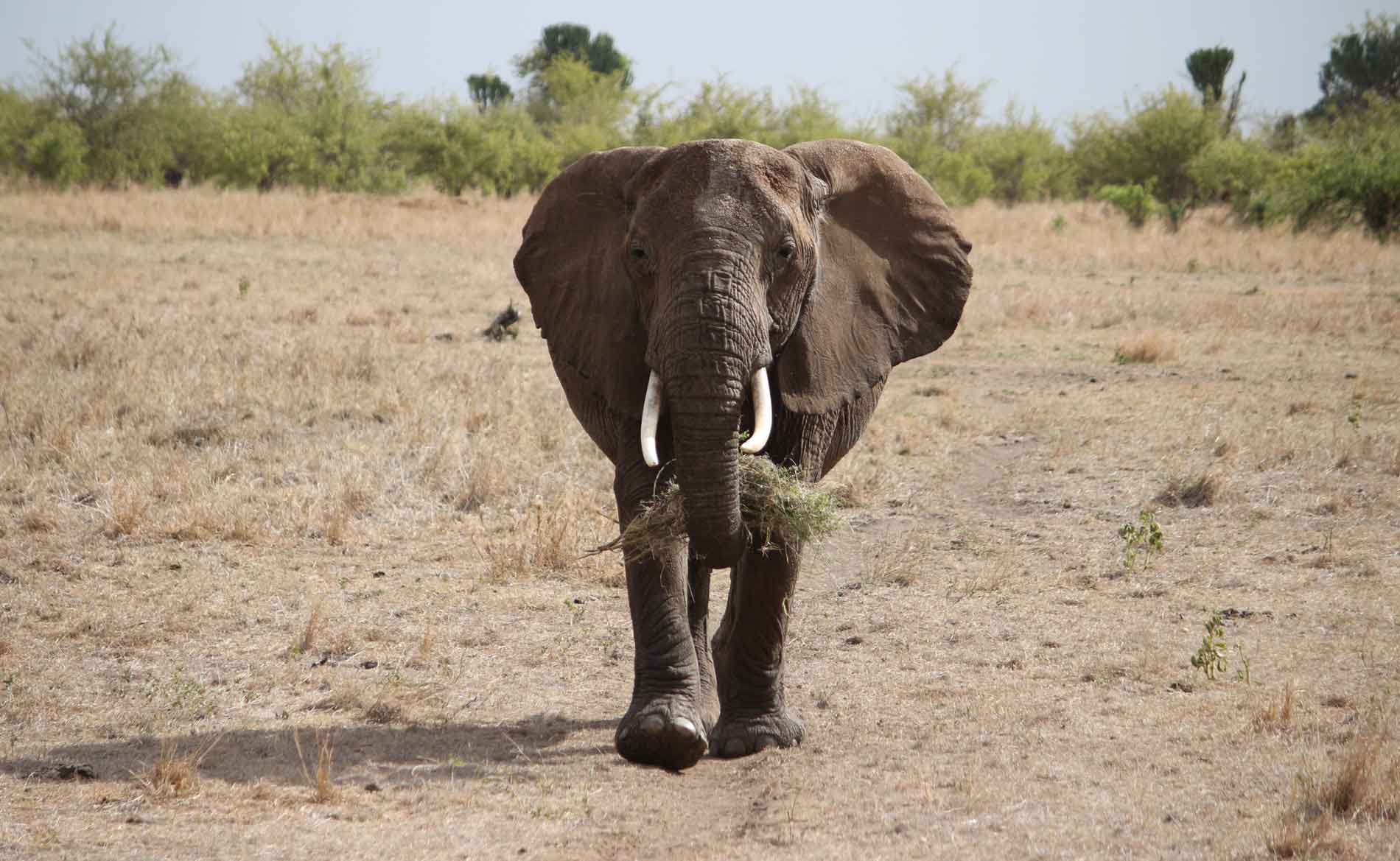 Eine trächtige Elefantenkuh im Tarangire Nationalpark läuft mit Gras im Rüssel genau auf die Kamera zu.