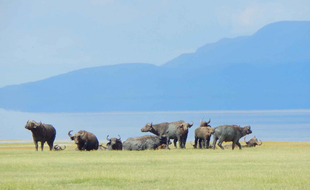 Büffel ruhen sich vor der Kulisse des Manyarasees aus