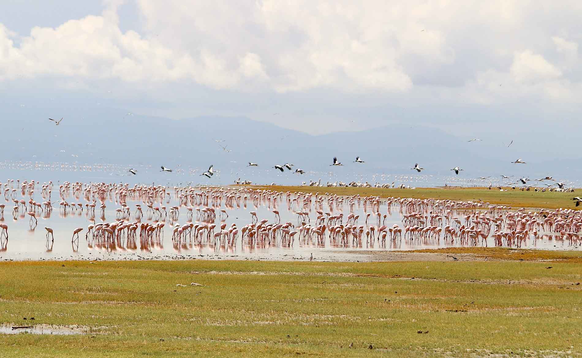 Eine große Gruppe Flamingos steht im seichten Wasser vom Manyarasee