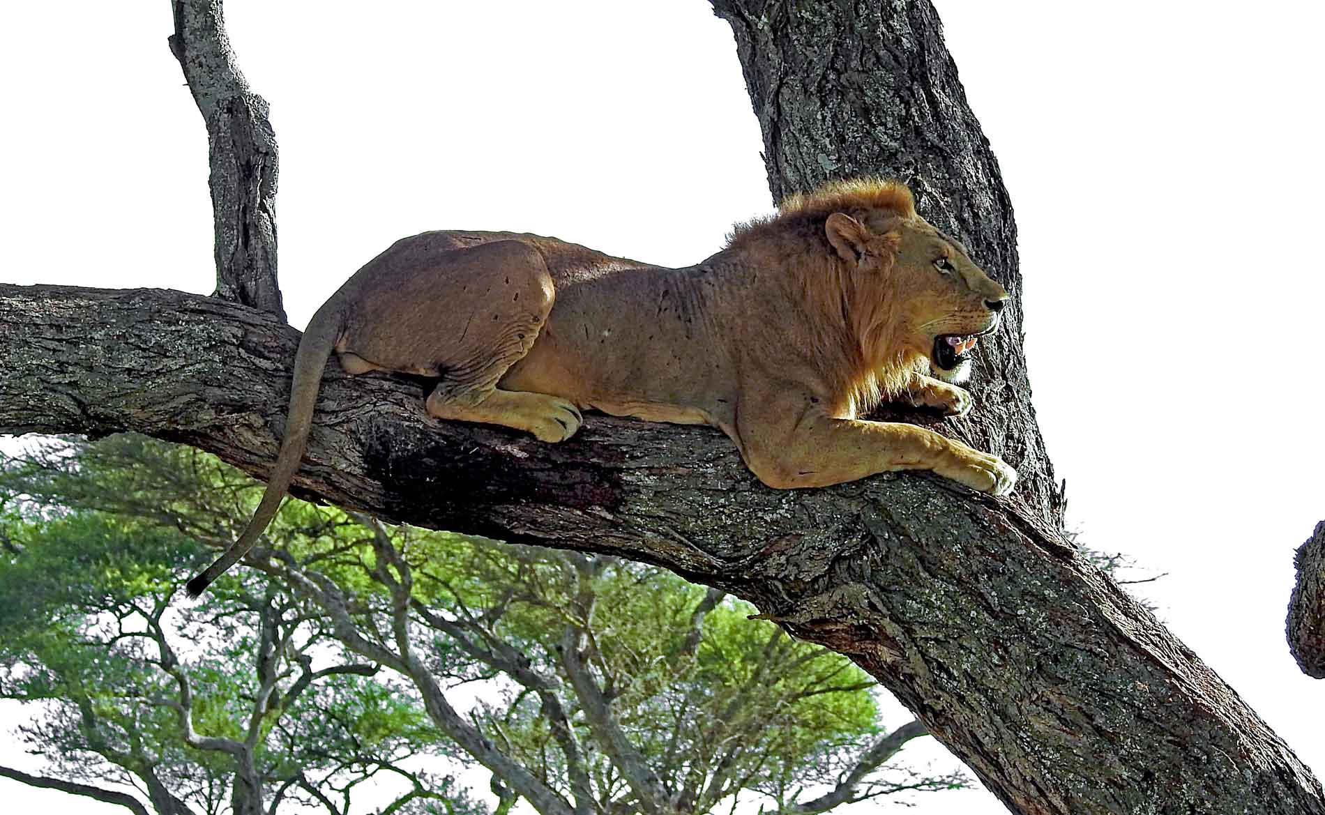 Ein Löwe sitzt in einem Baum und schaut interessiert nach vorne