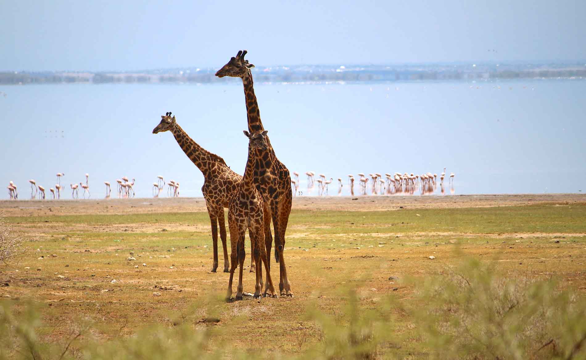 Mehrere Giraffen stehen vor der Kulisse des Manyarasees, im Hintergrund kann man Flamingos ausmachen