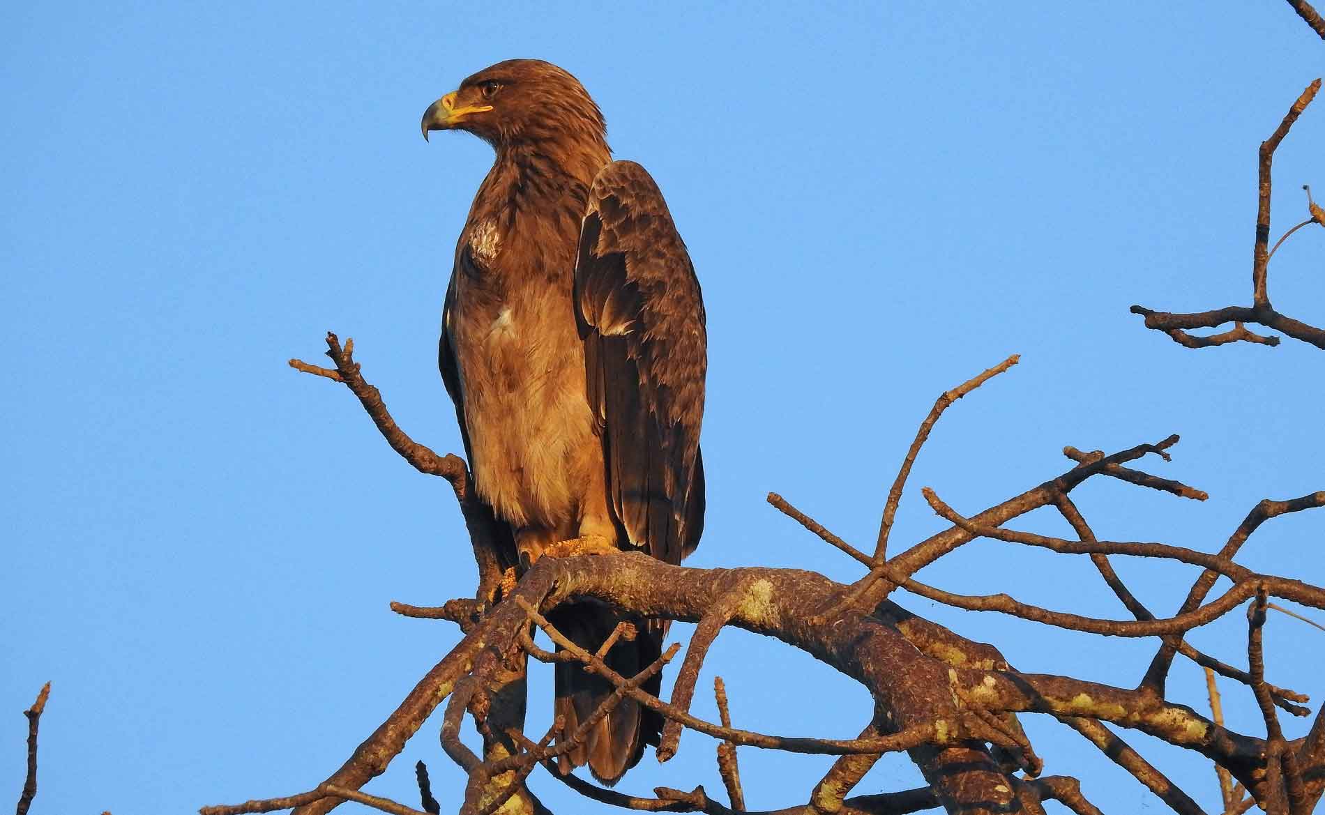 Ein Adler sitzt auf einem Baum und schaut in die Ferne
