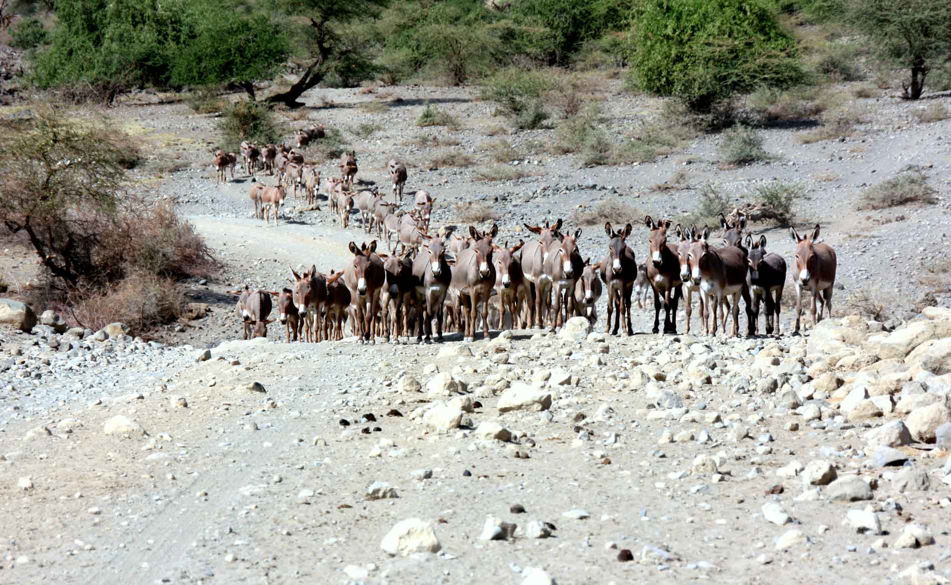 Eine große Herde Esel steht auf der Schotterstraße zum Natronsee
