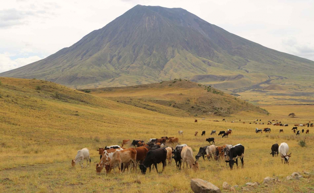Eine Kuhherde grast vor der Kulisse des Vulkans Ol Doinyo Lengai