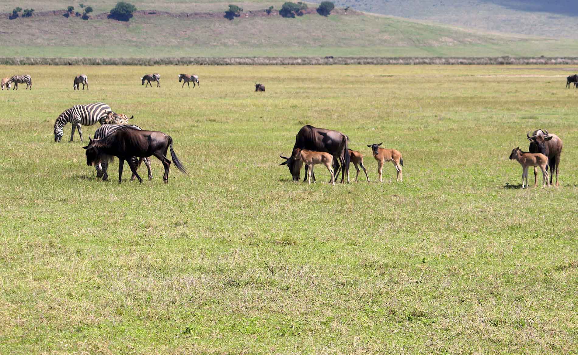 Gnus mit Kälbern stehen vor dem Kraterrand von Ngorongoro