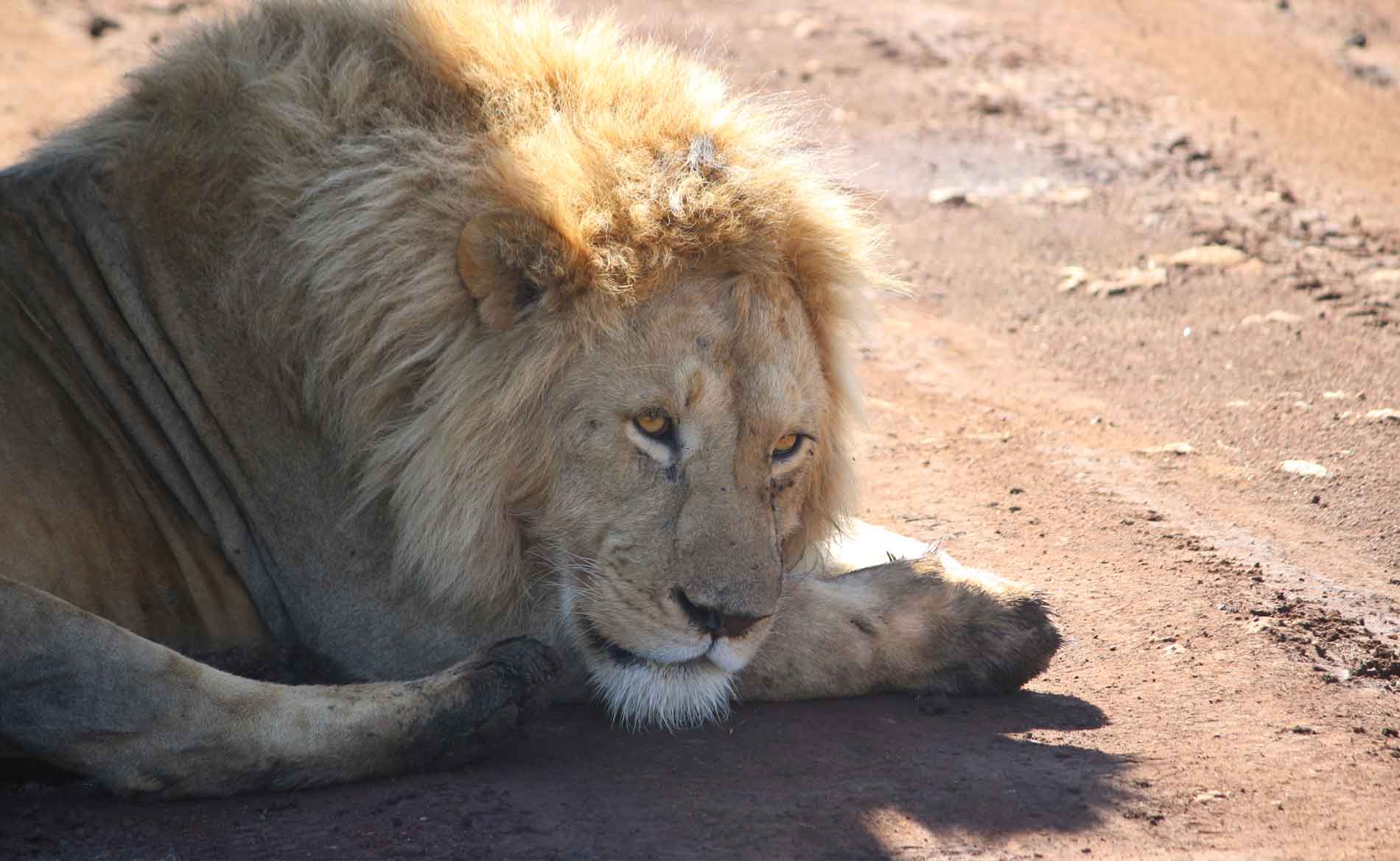 Ein Löwenmännchen liegt entspannt auf einer Straße im Ngorongoro Krater