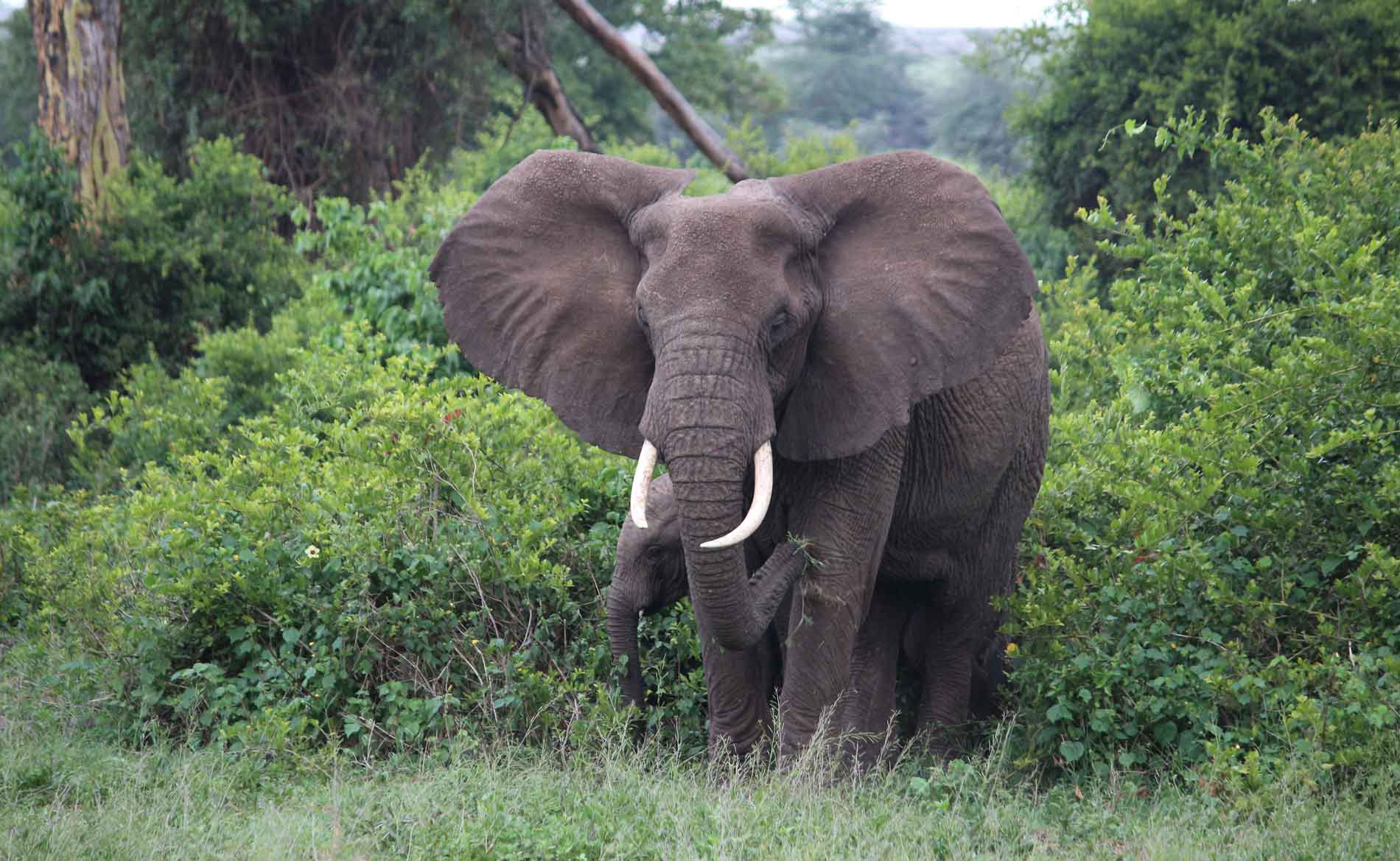 Einee Elefantenkuh steht vor einem Busch im Ngorongoro Krater, ihr Kalb versteck sich hinter ihr