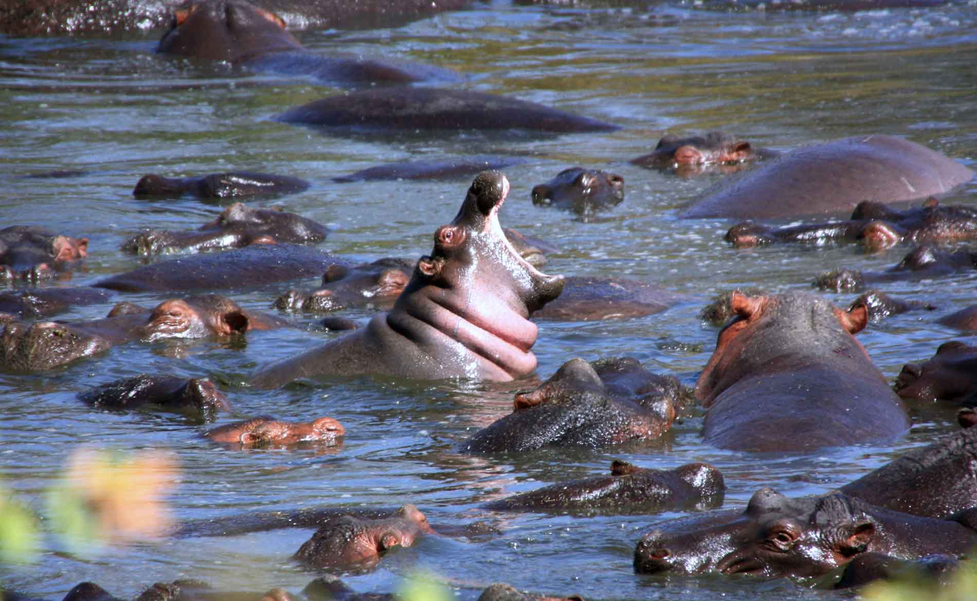 Viele Flusspferde im See in Ngorongoro, eins streckt sich aus dem Wasser und reißt das Maul auf