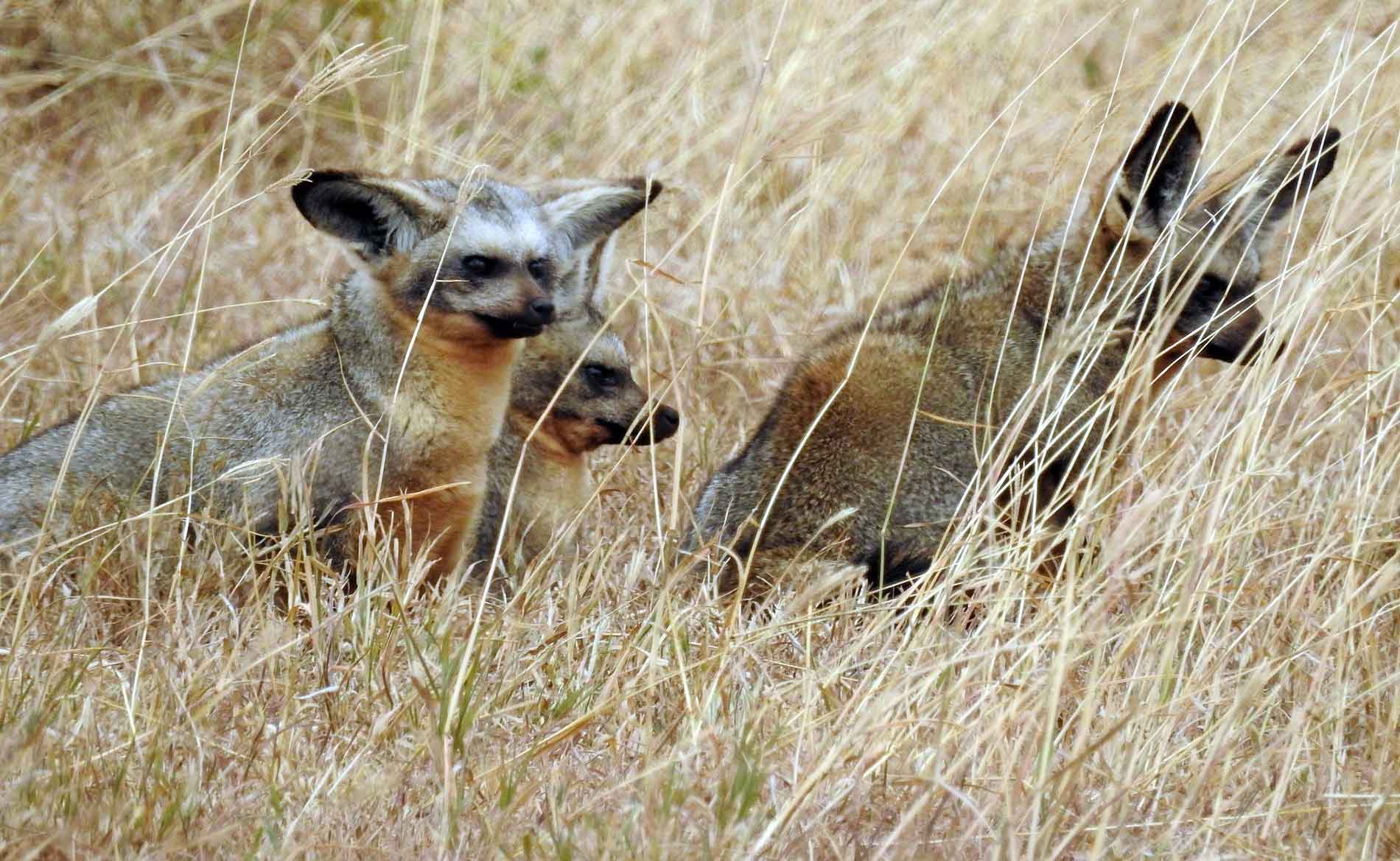 Eine Gruppe Löffelhunde sitzt im langen Gras im Ngorongoro Krater