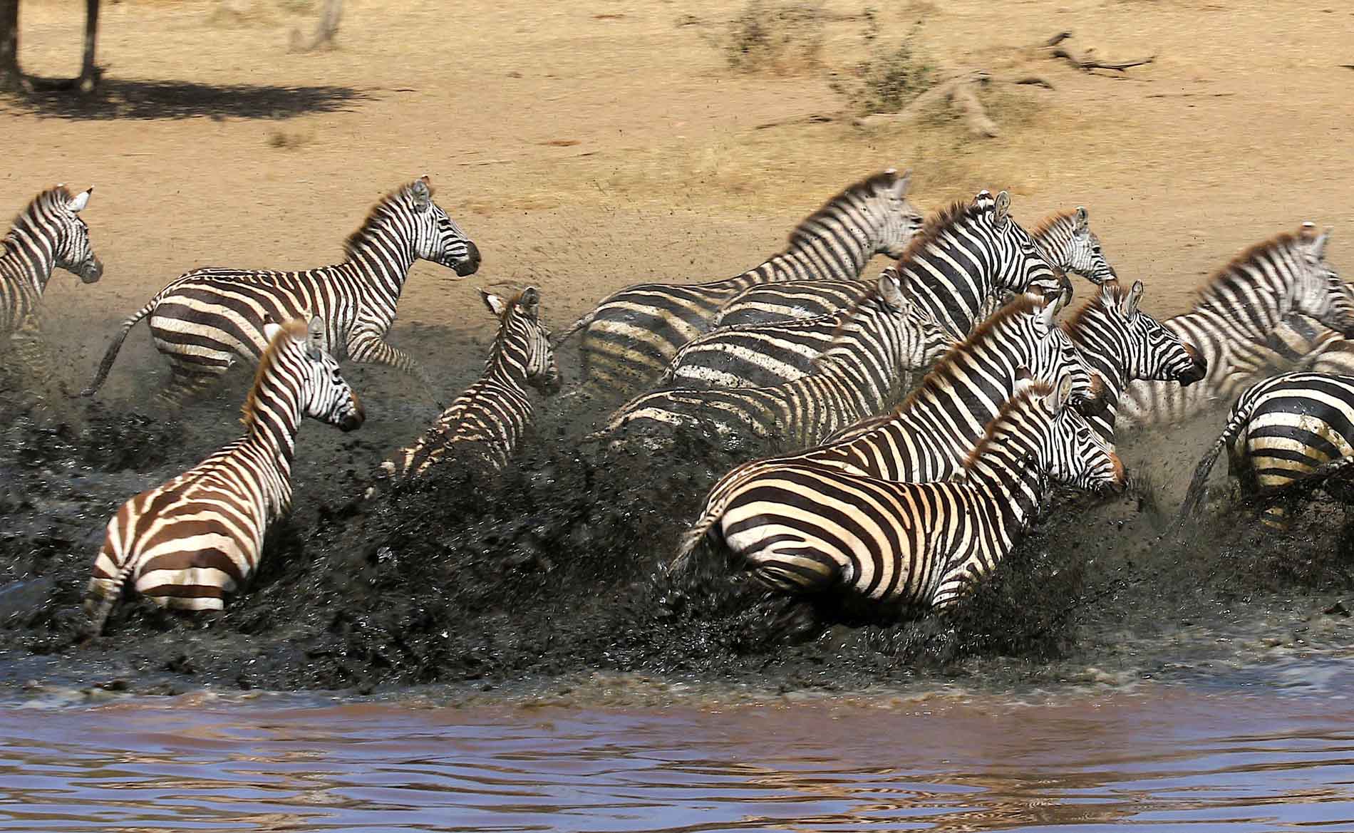 Eine Zebraherde ist aufgescheucht und rennt aus dem Wasser des Mara Flusses bei River crossing im Serengeti Nationalpark