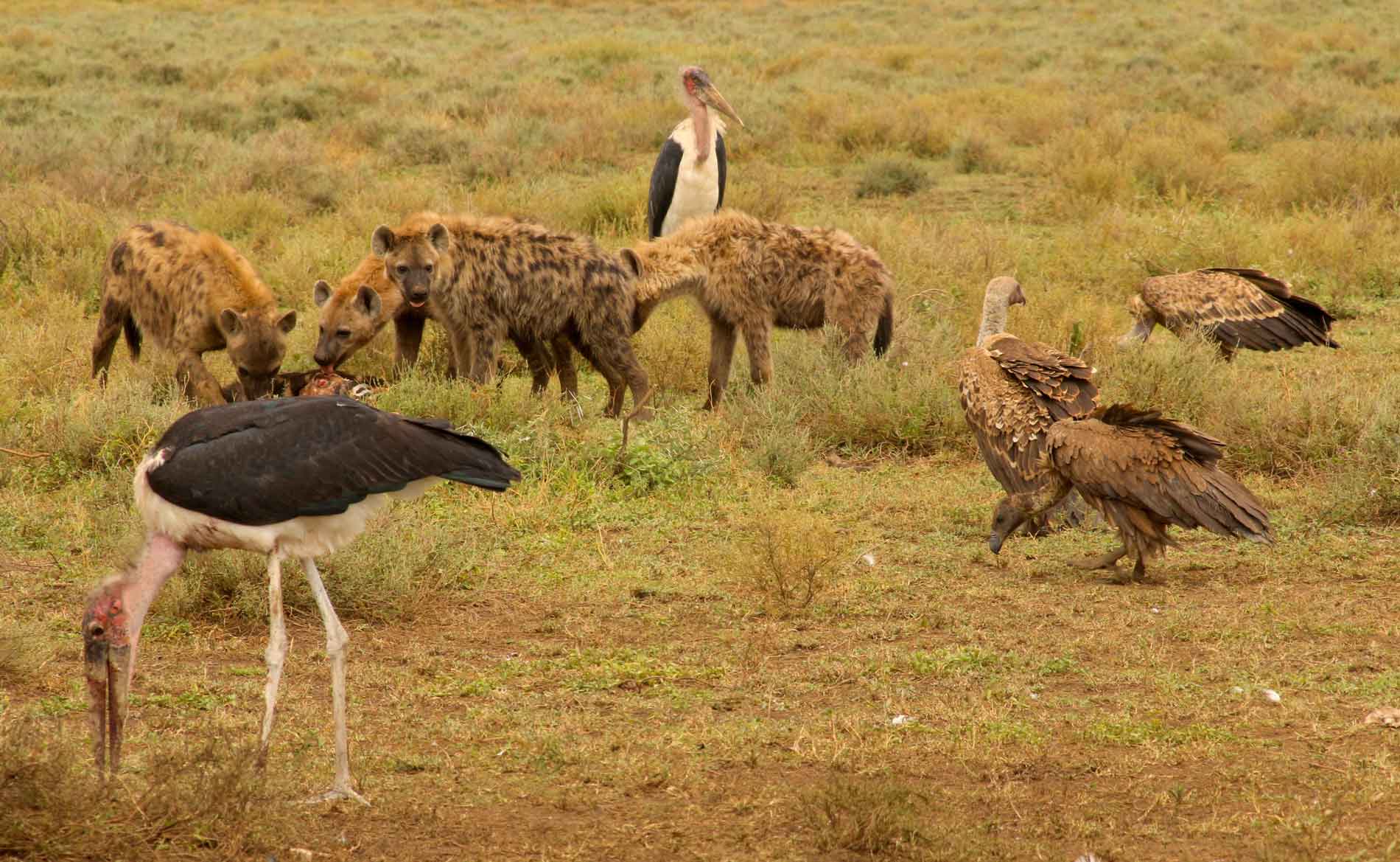 Die berühmten Aasfresser Geier, Hyäne und Marabu vereint beim Fressen im Serengeti Nationalpark