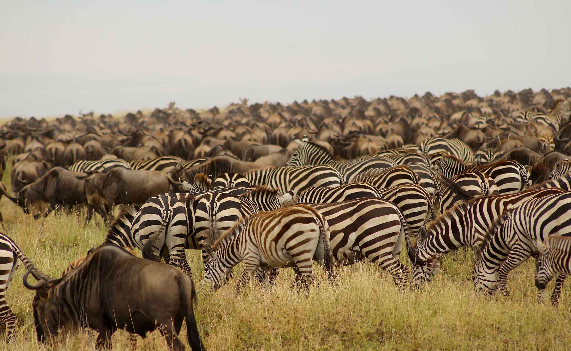 Great Migration - Gnus und Zebras in der Serengeti soweit das Auge reicht