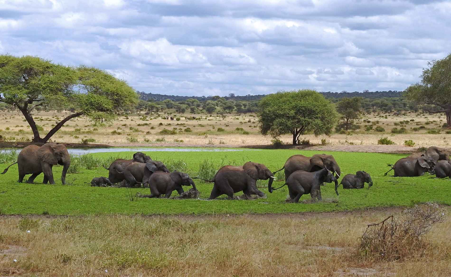 Eine Herde Elefanten watet durch Sumpf im Tarangire Nationalpark