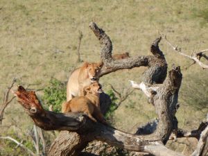 Zwei Löwenjunge spielen auf einem Baum in der Serengeti