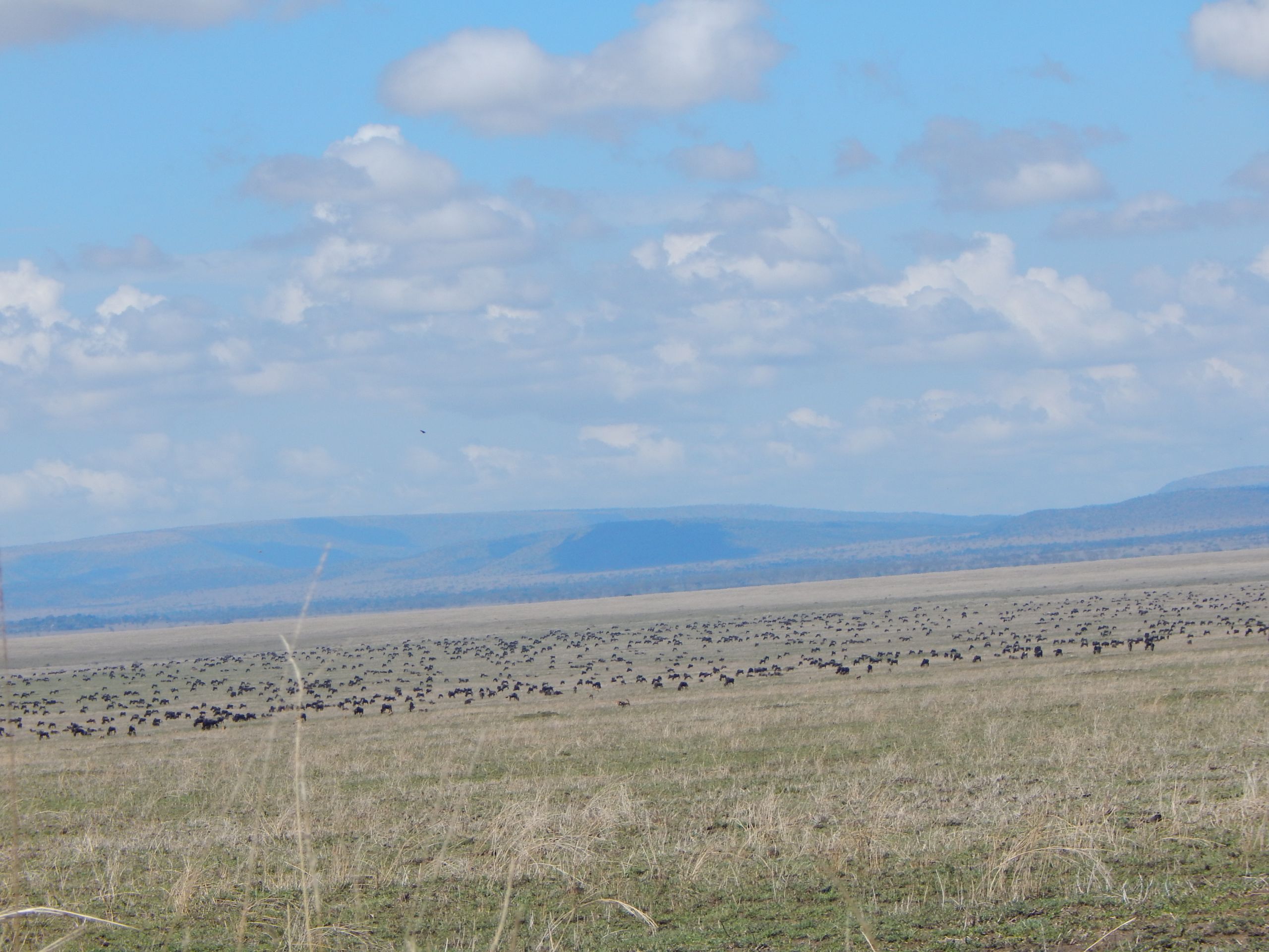 Great Migration: Eine Herde Gnus und Zebras in der Serengeti