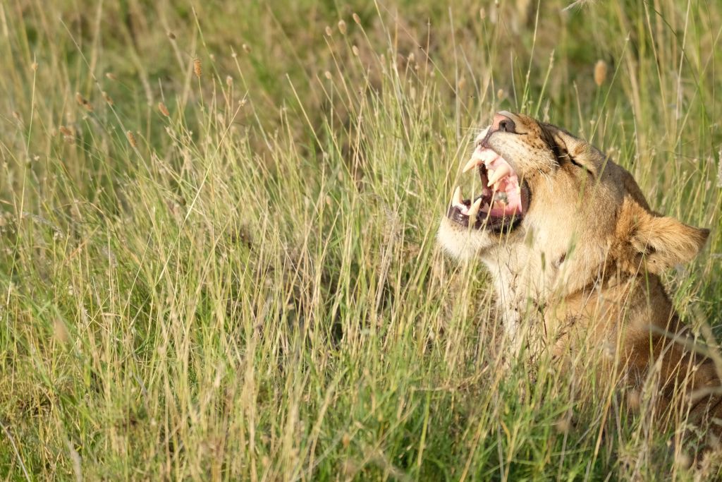 Eine Löwin gähnt in den Gräsern der Serengeti in Tansania