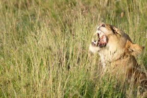 Eine Löwin gähnt in den Gräsern der Serengeti in Tansania