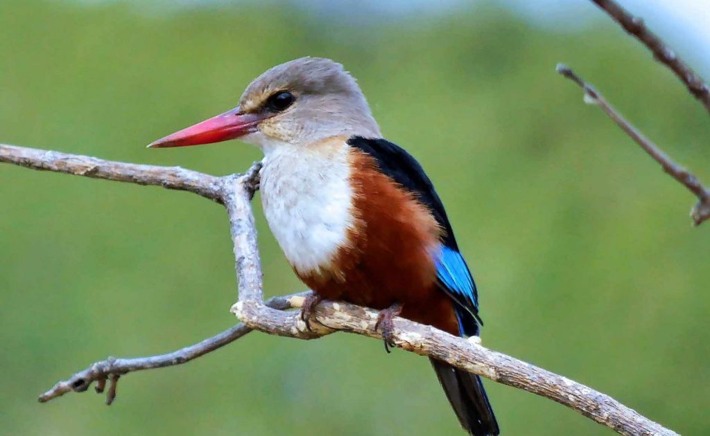 Ein Eisvogel sitzt auf einem Ast im Tarangire Nationalpark