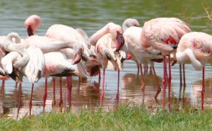 Flamingos putzen sich das Federkleid