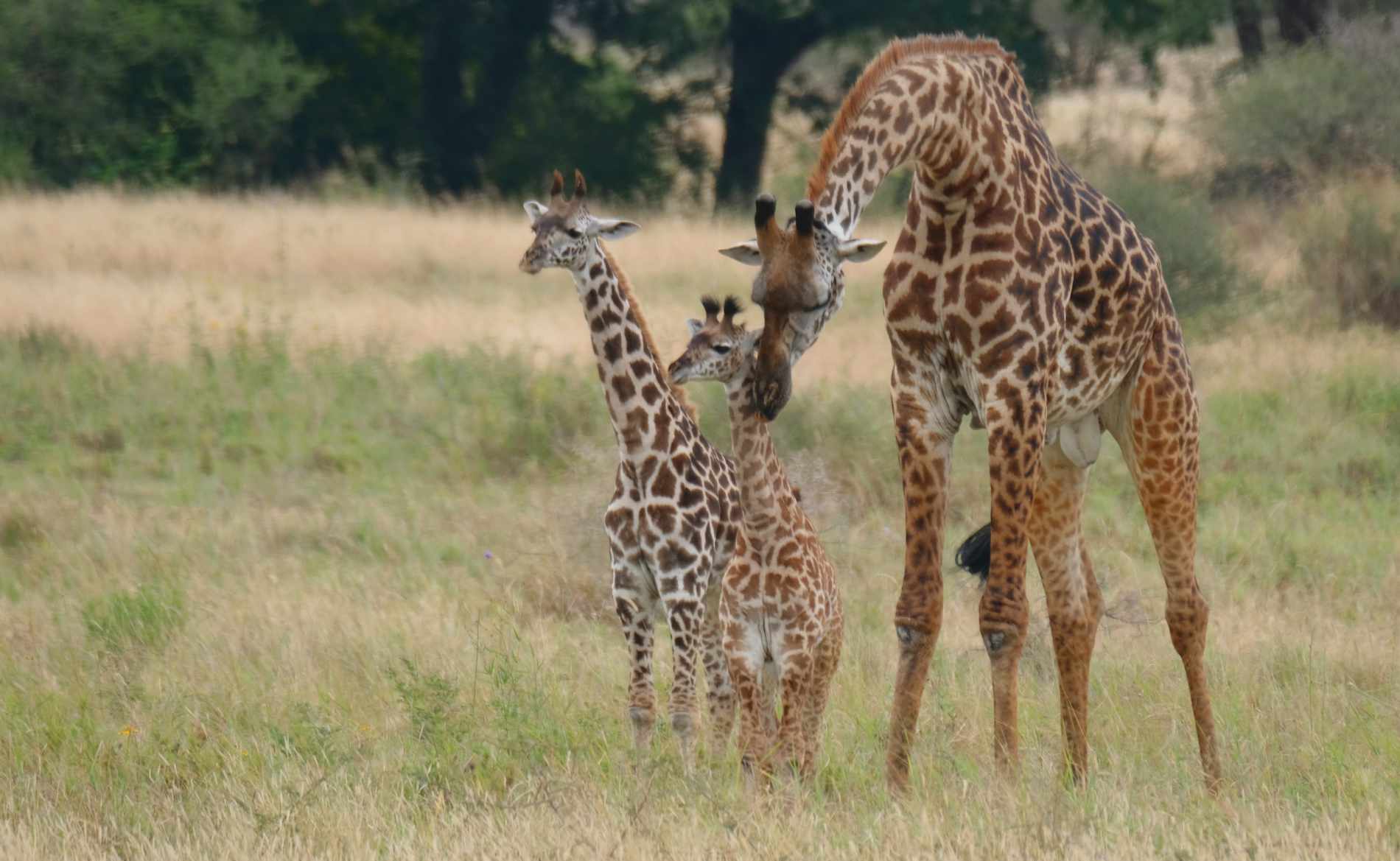 Eine Giraffenmama putzt ihre Jungen im Tarangire Nationalpark