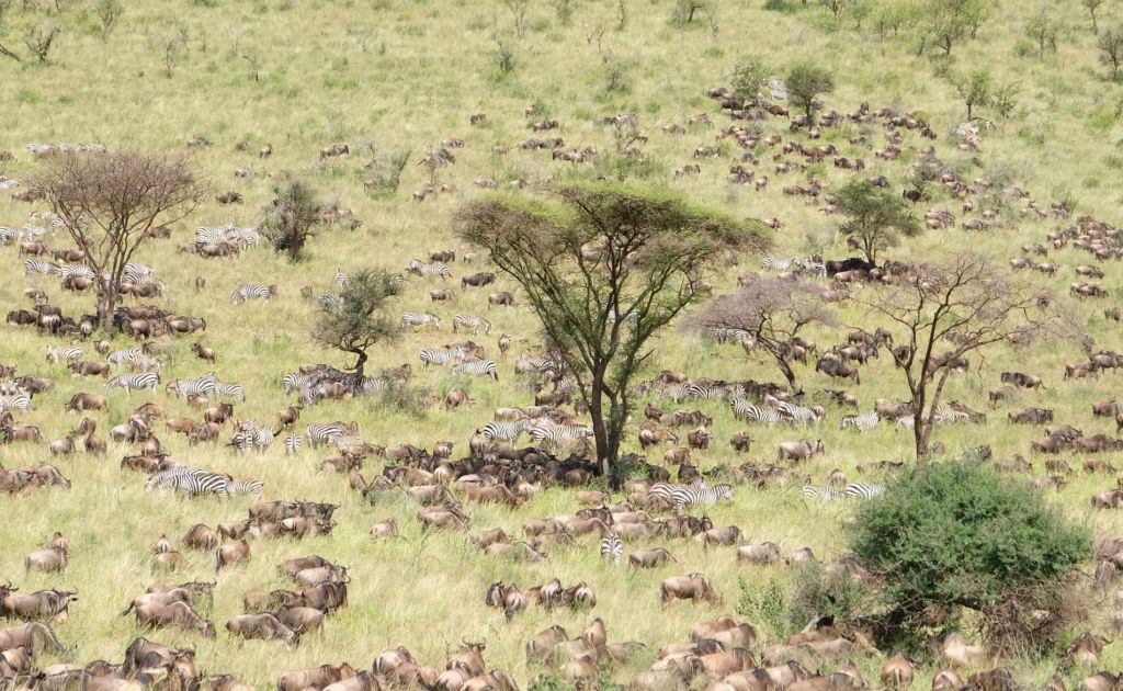 Gnus und Zebras Serengeti