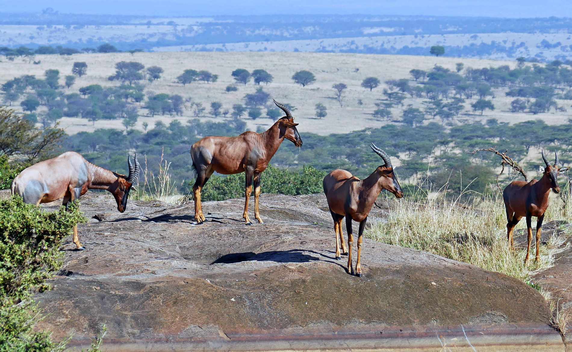 Leierantilopen stehen auf einem Fels, auch Kopje genannt, vor atemberaubender Kulisse im Serengeti Nationalpark