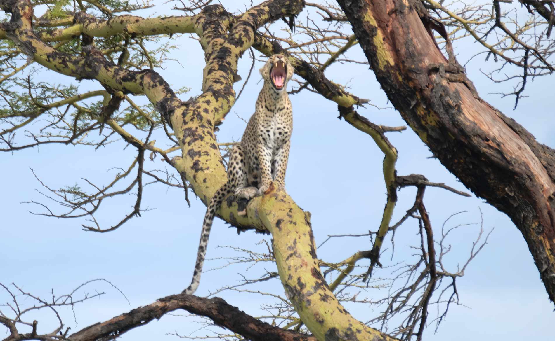 Ein Leopard sitzt im Baum und gähnt