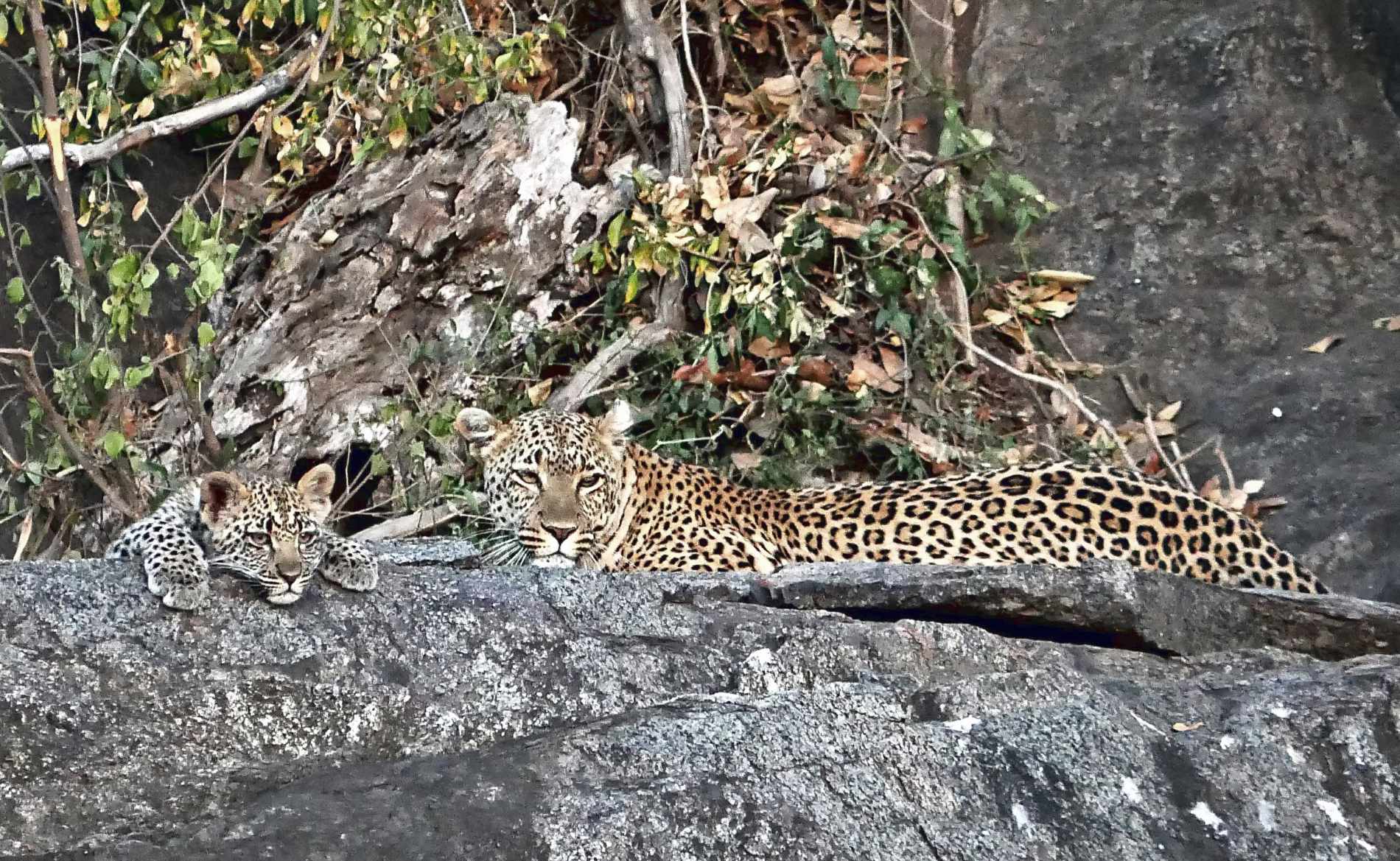 Eine Leopardenmama und ihr Junges liegen auf einem Stein und sonnen sich im Serengeti Nationalpark
