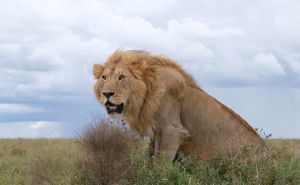 Löwenmännchen sitzt im Gras neben der Straße in der Serengeti