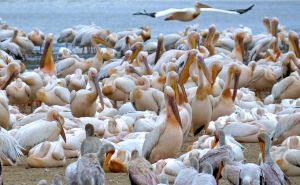 Pelikane am Ufer vom Lake Manyara