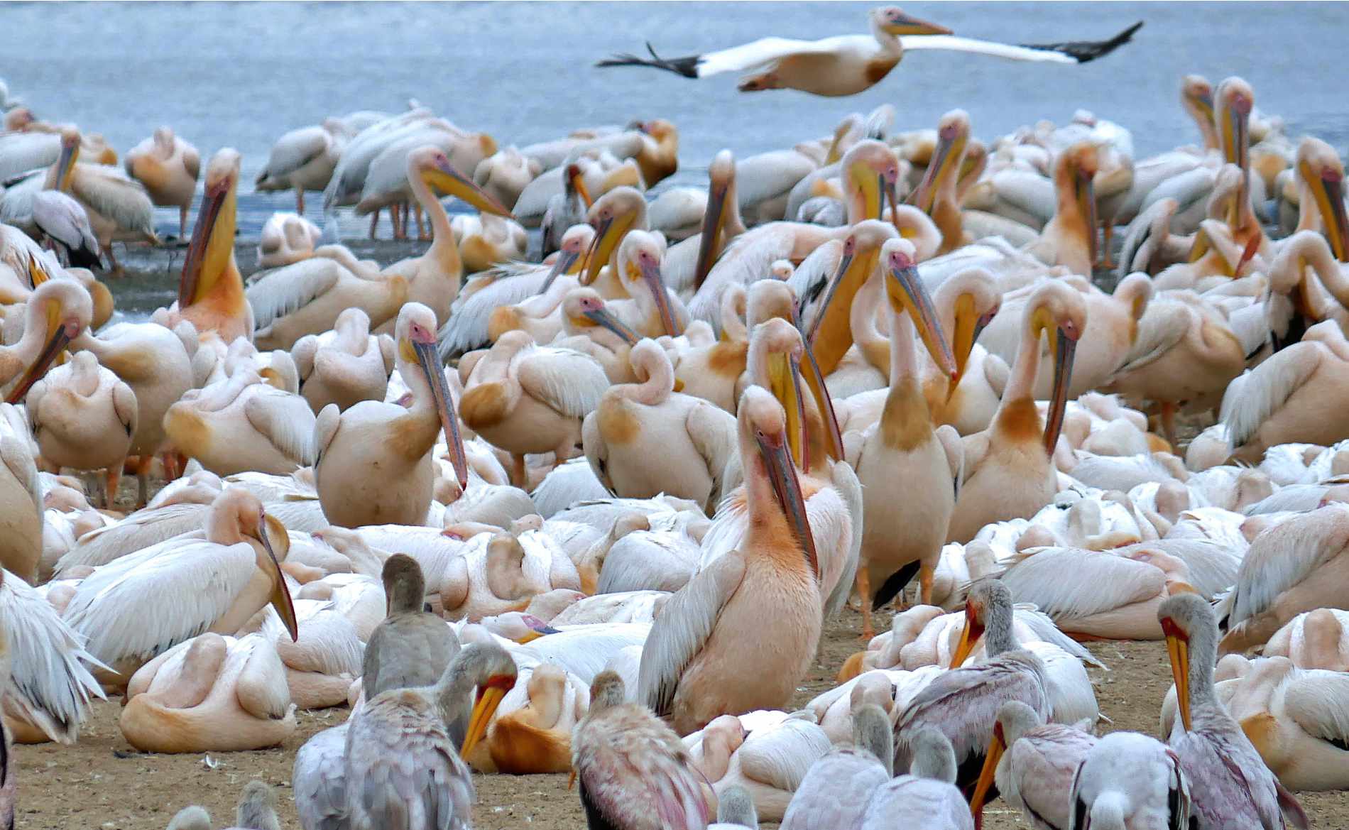 Pelikane am Ufer vom Lake Manyara