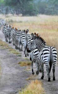 Zebras laufen in einer Reihe auf der Straße vor dem Auto her