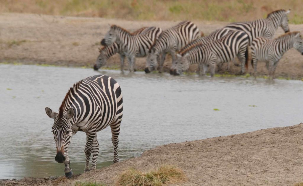 Zebras trinken am Wasserloch