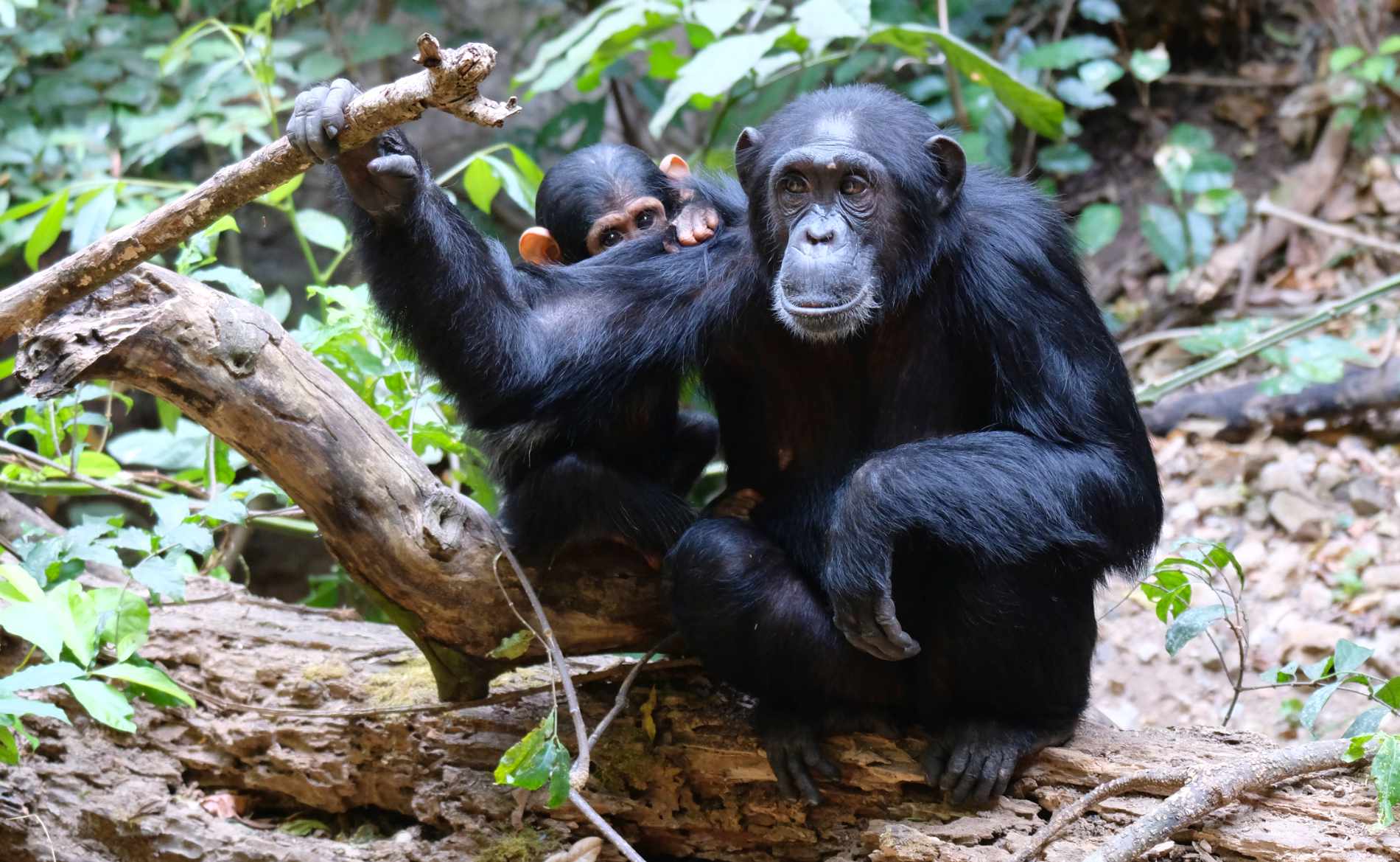 Ein Schimpansenjunges versteckt sich hinter seiner Mama im Gombe Nationalpark