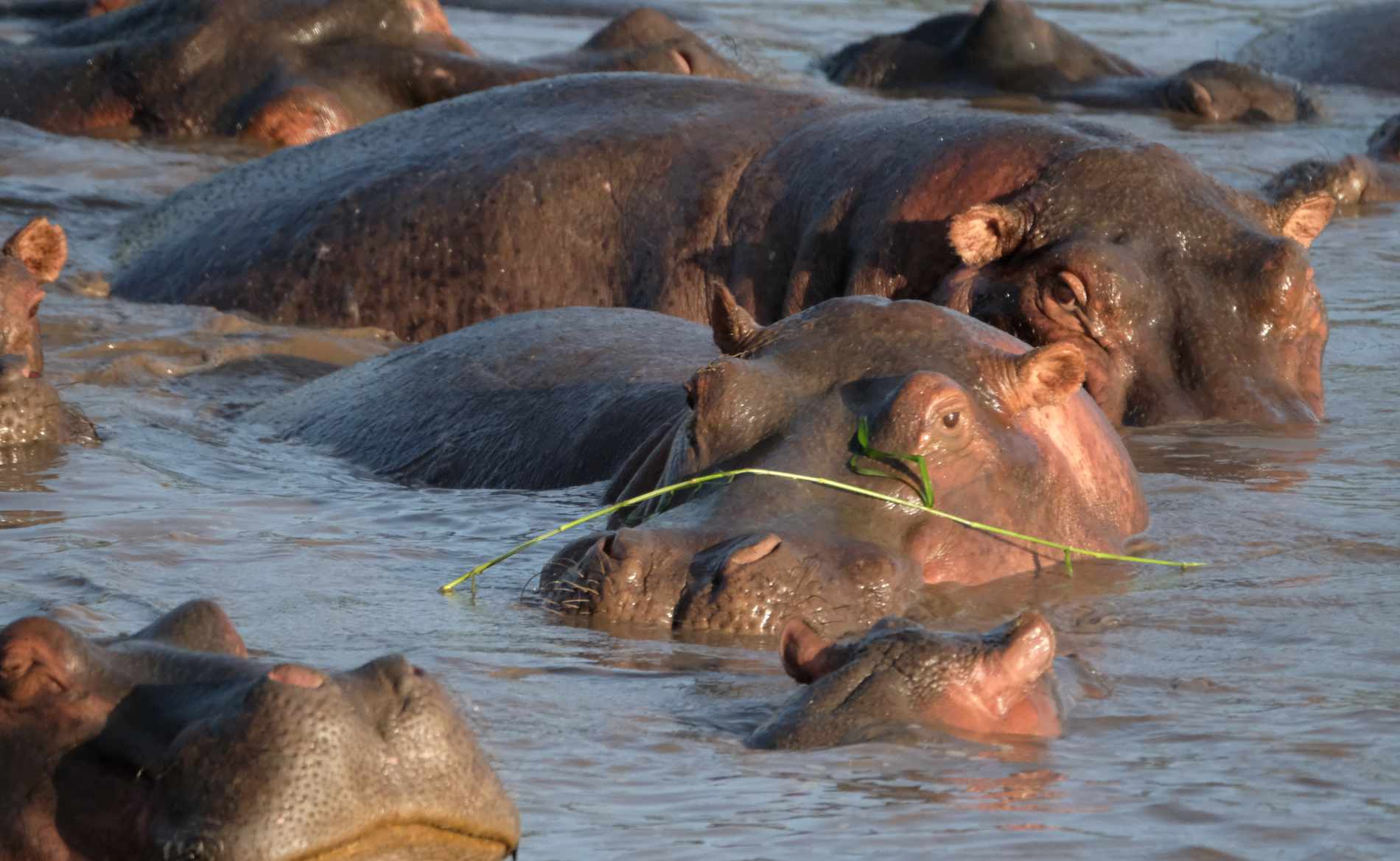 Flusspferde Katavi Nationalpark