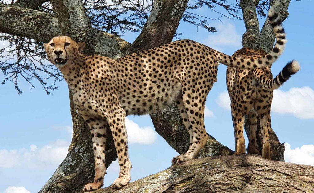 Zwei Geparden Teenager sitzen auf einem Baum in der Serengeti. Einer schaut an der Kamera vorbei in die Ferne.