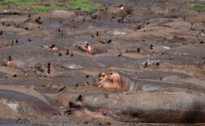 Hippo Pool Katavi Nationalpark