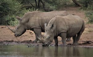 Zwei Nashörner trinken an einem Wasserloch im Mkomazi Nationalpark