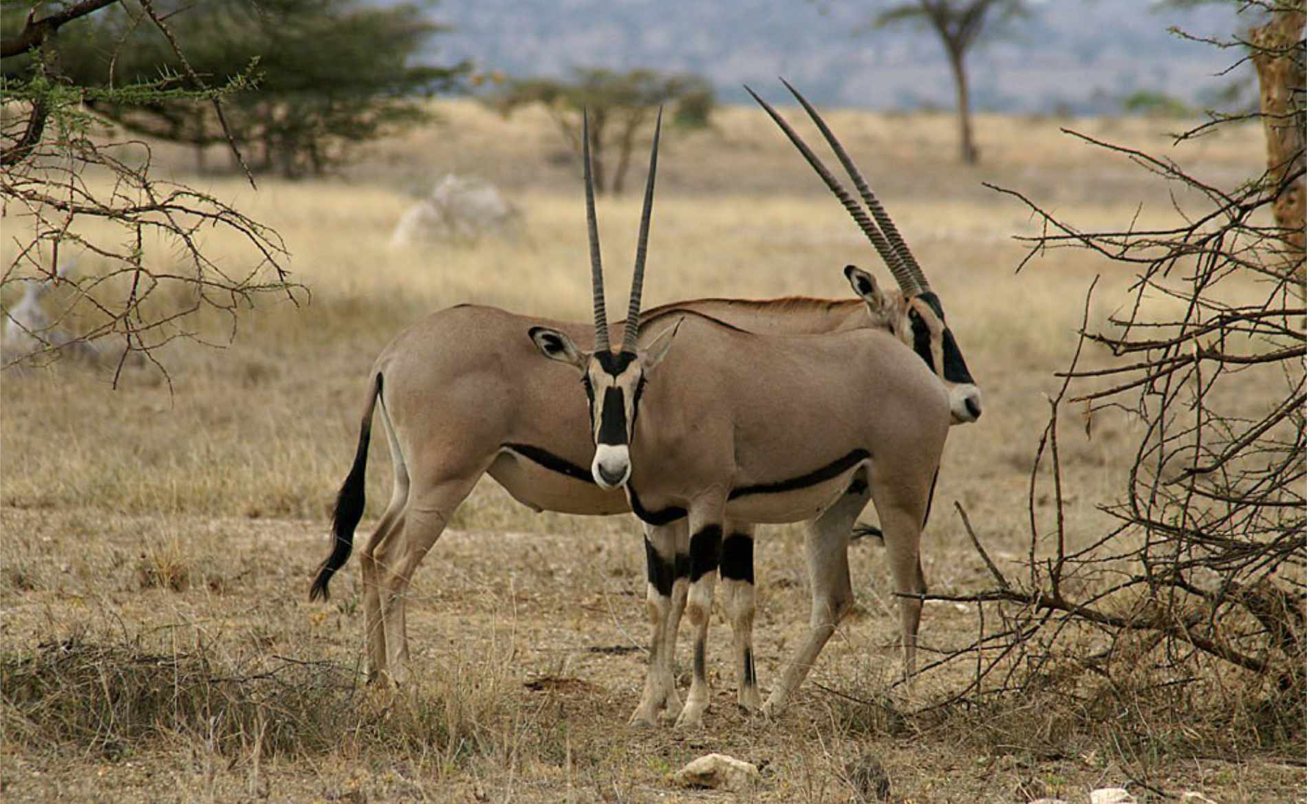 Zwei Oryx Antilopen stehen neben einem Busch im Mkomazi Nationalpark