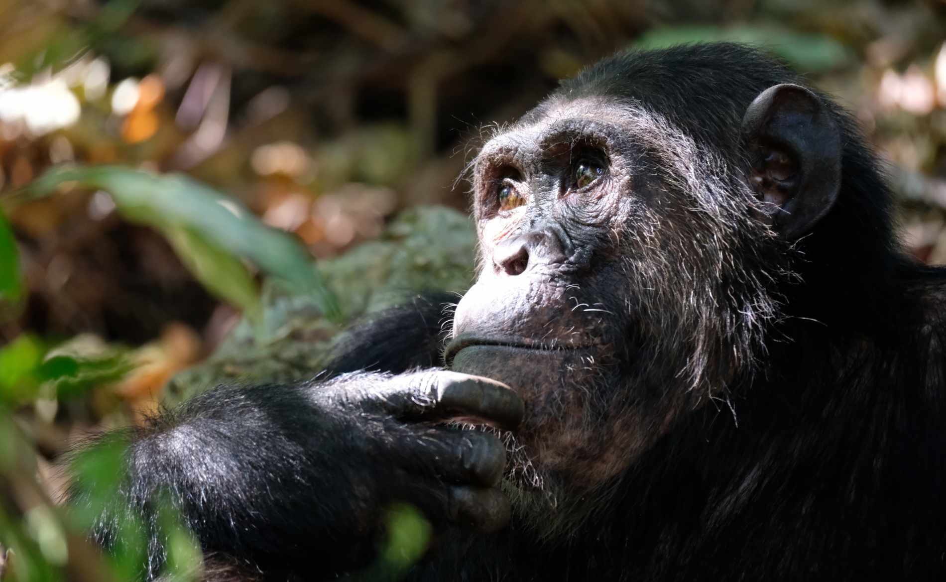 Schimpanse Denkerblick Gombe Stream Nationalpark