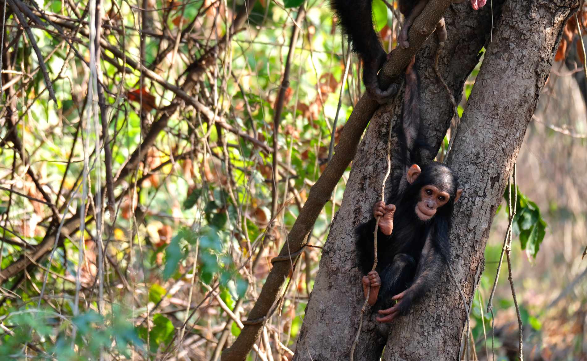 Schimpansenjunges hängt vom Baum Gombe Nationalpark