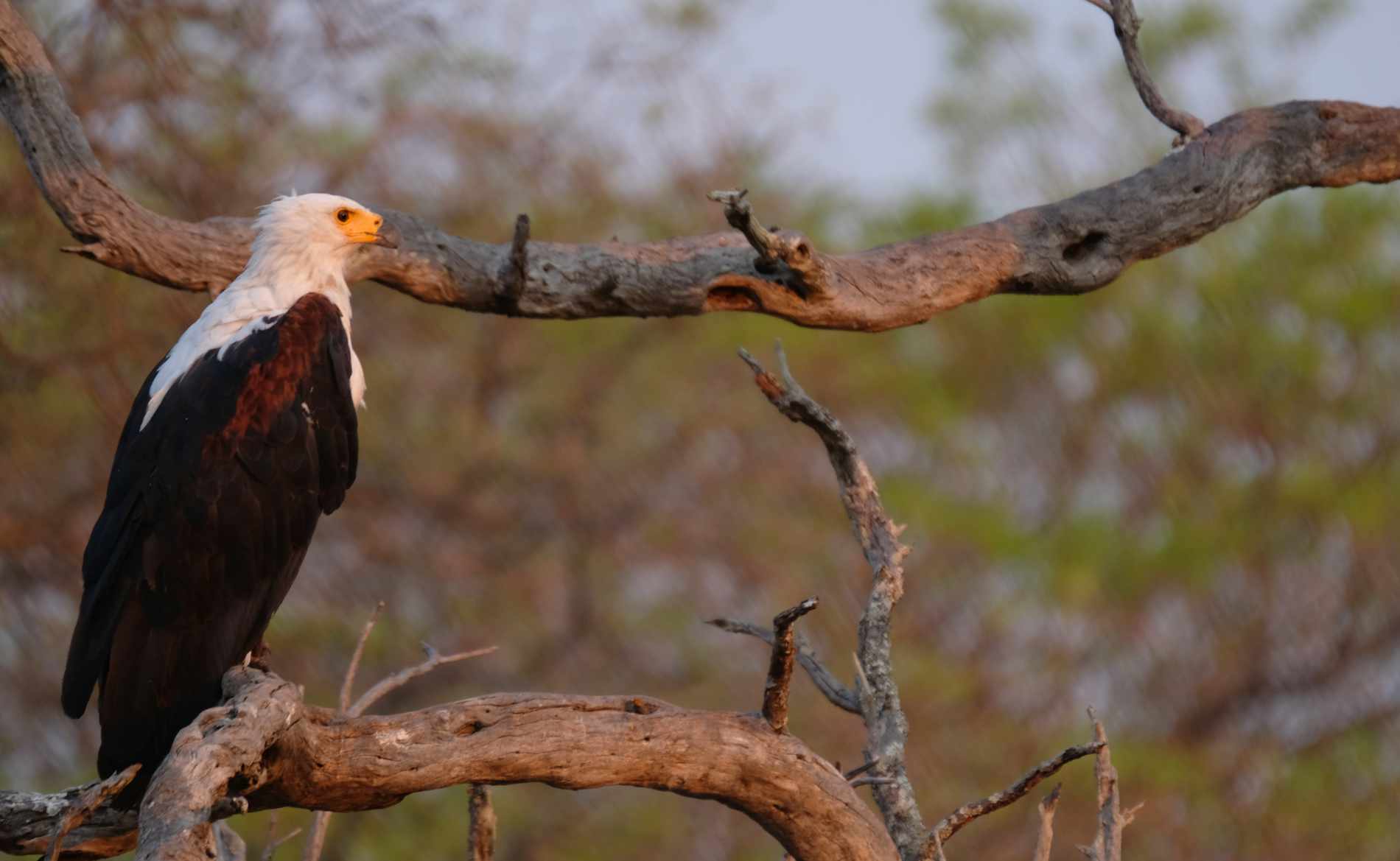 Weißkopfadler Katavi Nationalpark