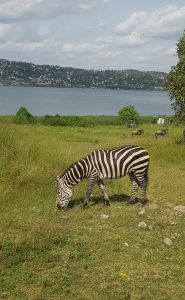 Zebra Saanane Island Nationalpark