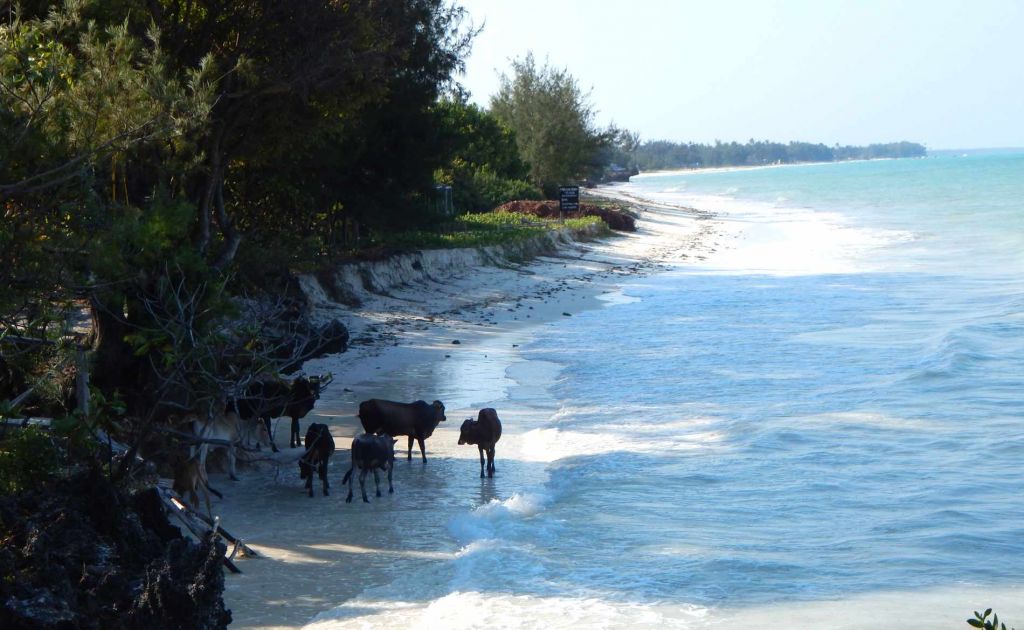 Kühe bei Flut am Ufer des indischen Ozeans auf Sansibar Urlaub