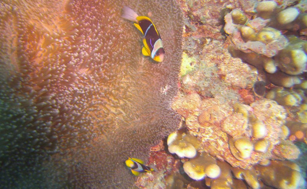 Clownfische vor einer Seeanemone unter Wasser
