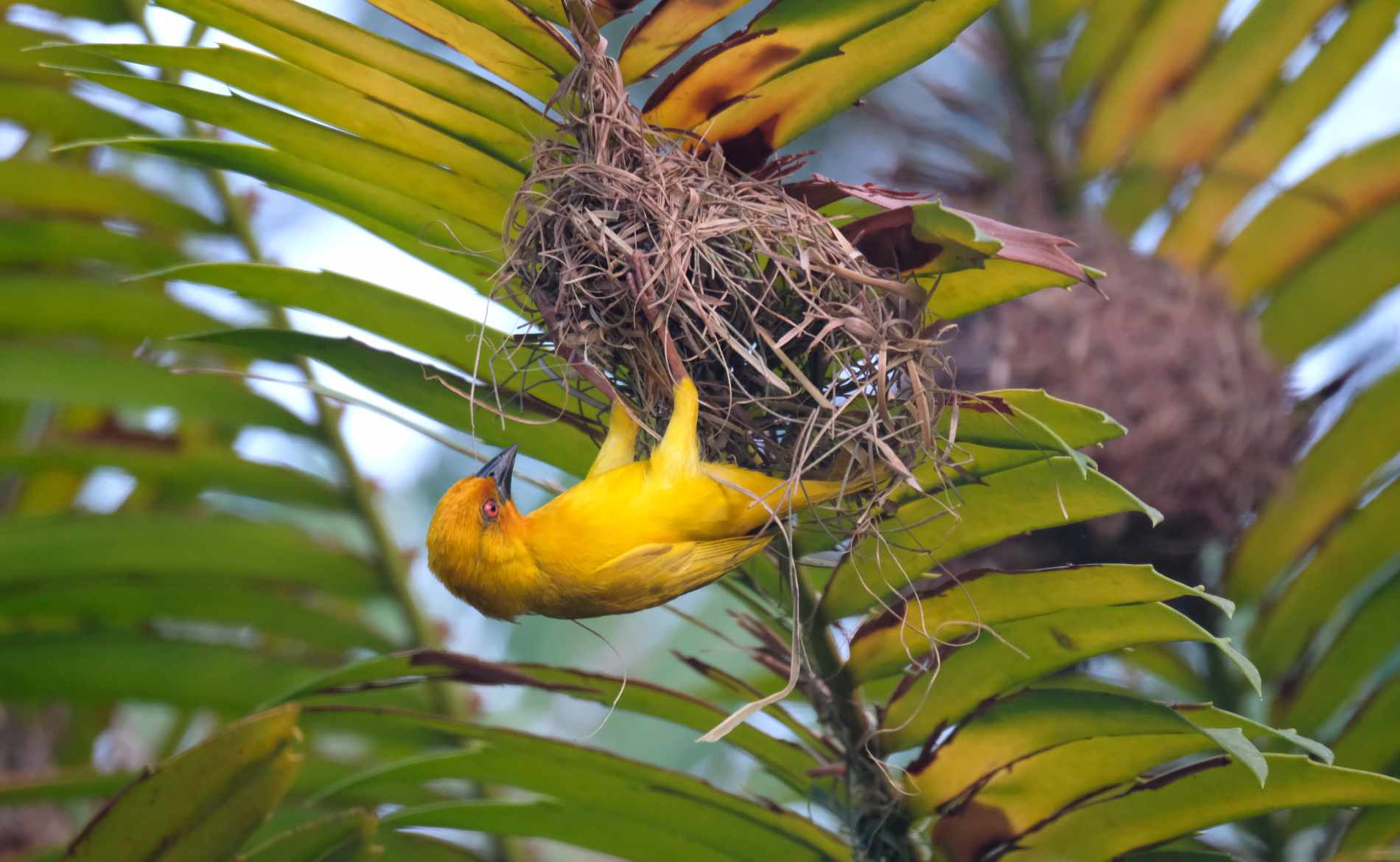 Ein Vogel baut sein Nest in einer Palme