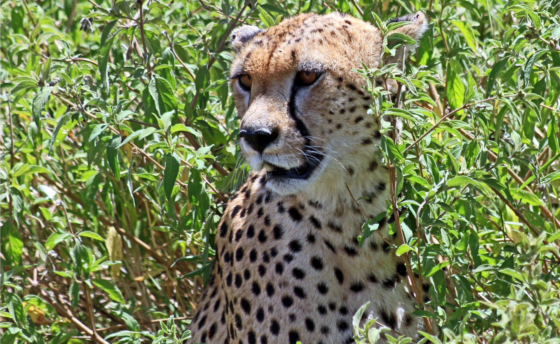 Gepard Safaris in Tansania